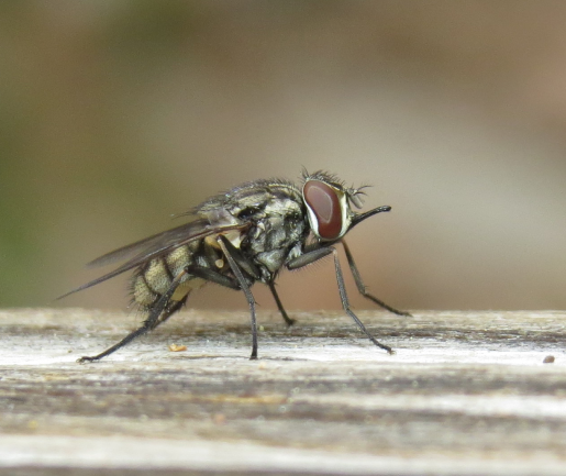 Stable Fly